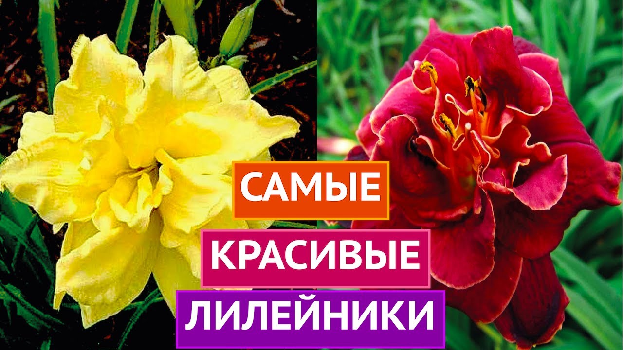 ТАКИХ КРАСИВЫХ И НЕОБЫЧНЫХ ЦВЕТОВ ВЫ ЕЩЕ НЕ ВИДЕЛИ!!