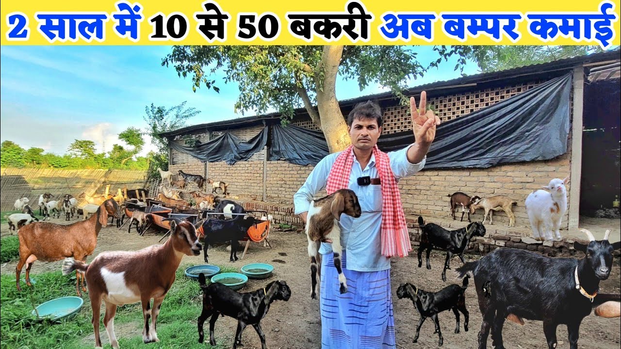 2 साल में 10 बकरी से 50 बकरी तक का सफर | Black bengal goat farming | goat farming