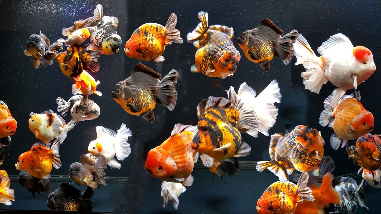 Beautiful goldfish tank | Best quality goldfish farm