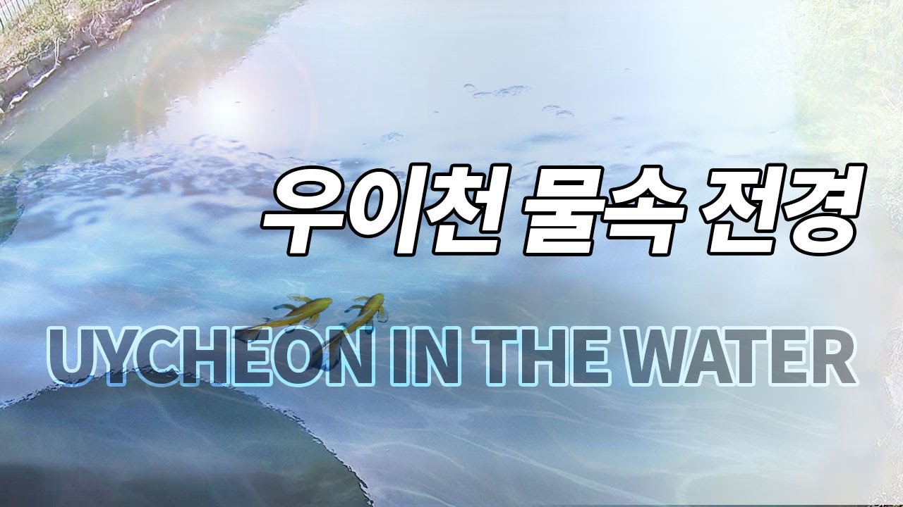 [실시간 라이브] 우이천 물속 전경 (LiveCam_Healing_Nowon_Seoul_Korea 4K LIVE CAM Uycheon in the water)