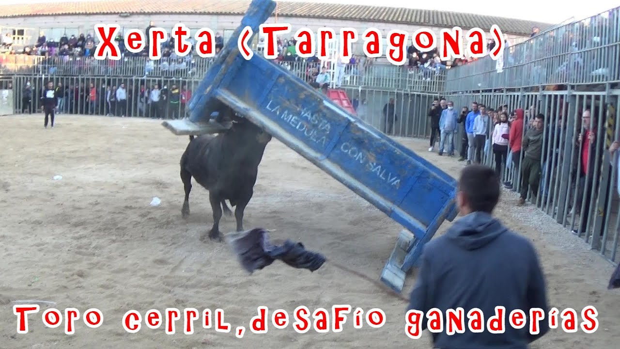 Xerta (Tarragona), toro cerril y desafío F.Mansilla&Hilario Princep 06-11-2021