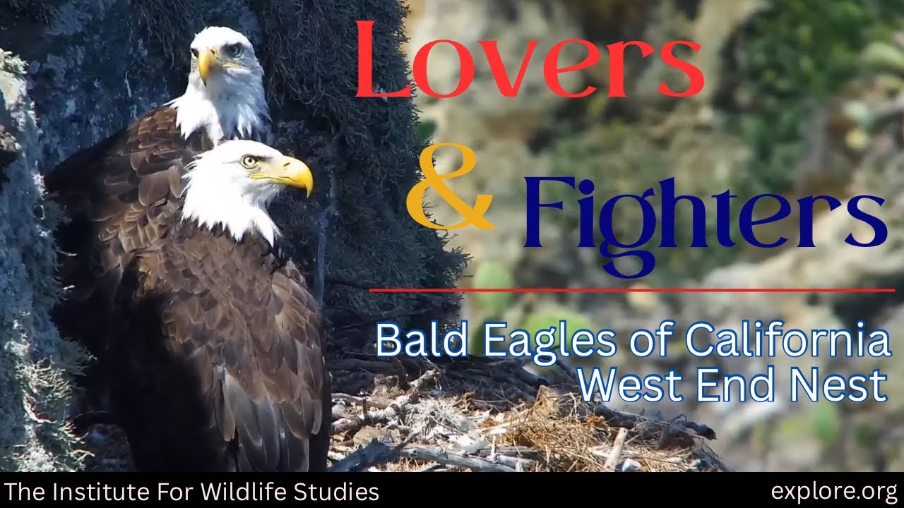 The Dramatic Life Of The American Bald Eagle | West End Eagle Nest | Catalina Island, CA