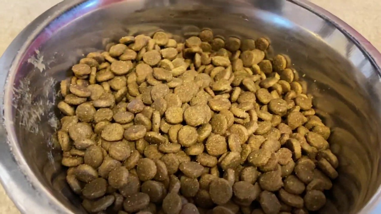 Dog Eating Kibble (satisfying)