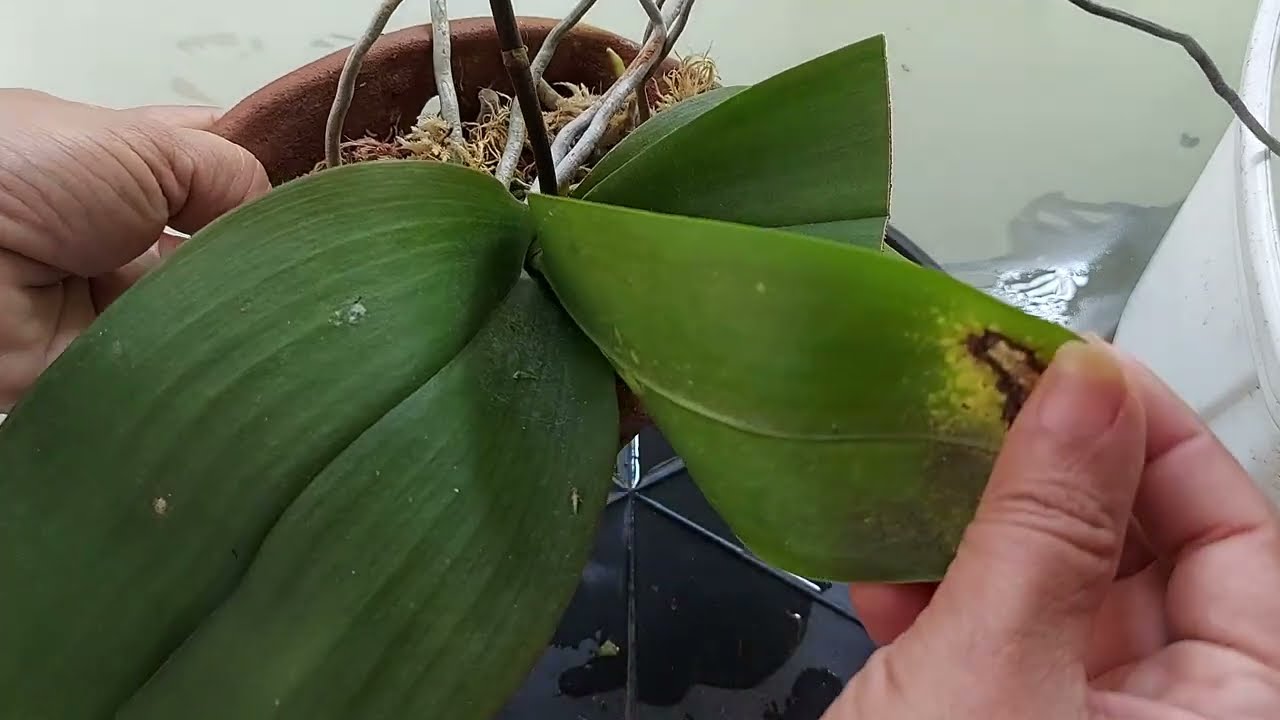 PLANTIO DA ORQUÍDEA PHALAENOPSIS EM VASO DE BARRO PREVIAMENTE UMEDECIDO