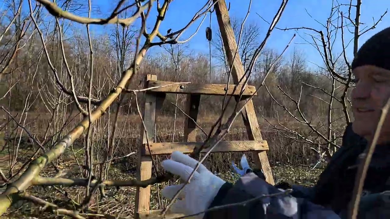 Аспекти обрізки дерев. Обрізка яблуні на плодоношення та продовження віку дерева.