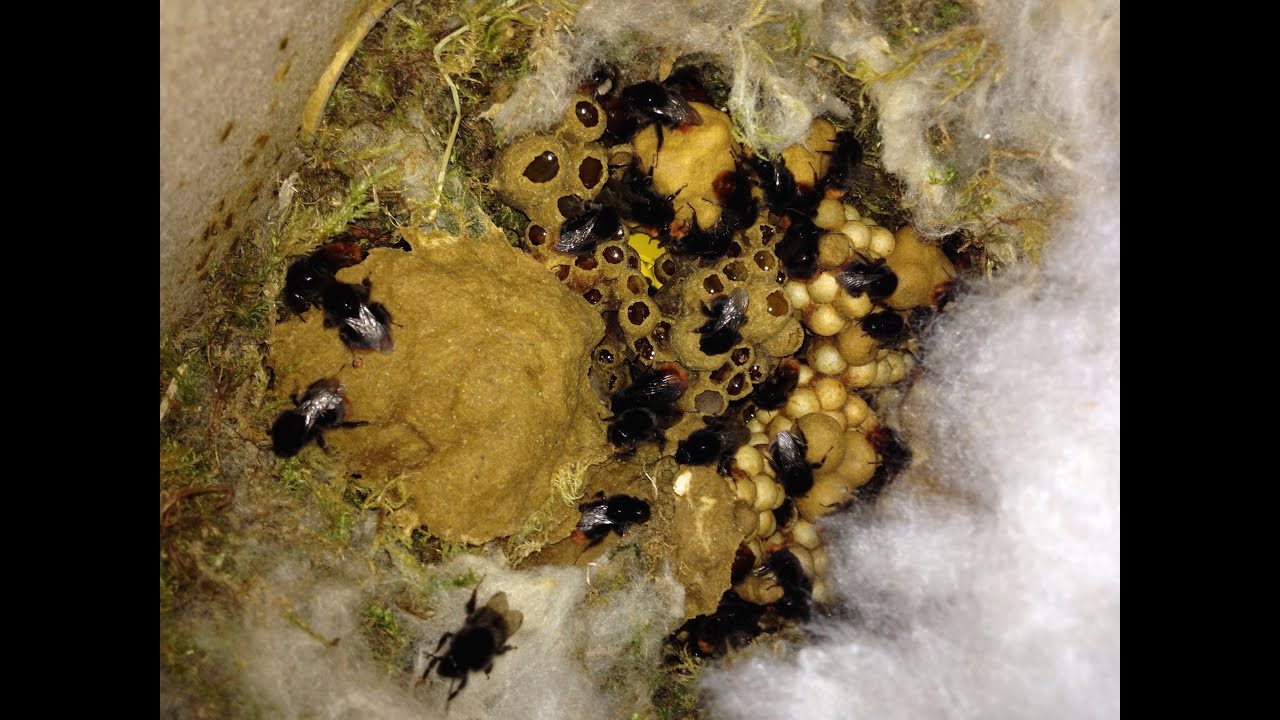 Steinhummel, Bombus lapidarius, Hummelnest im Verlauf eines Jahres