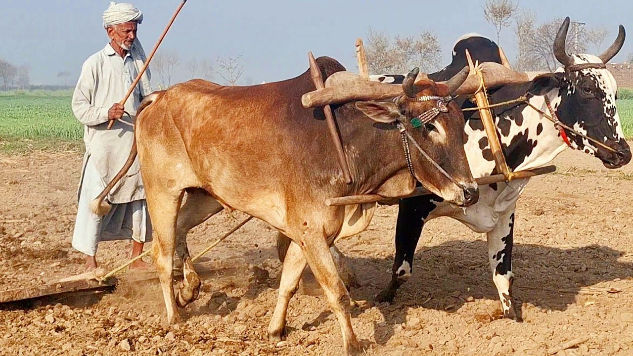 Bull powered field levelling process | Field levelling with beautiful bulls | Traditional punjab
