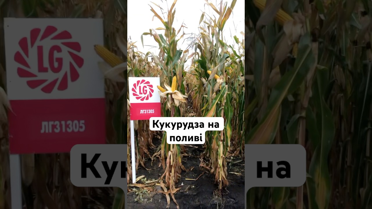 Кукурудза 🌽 