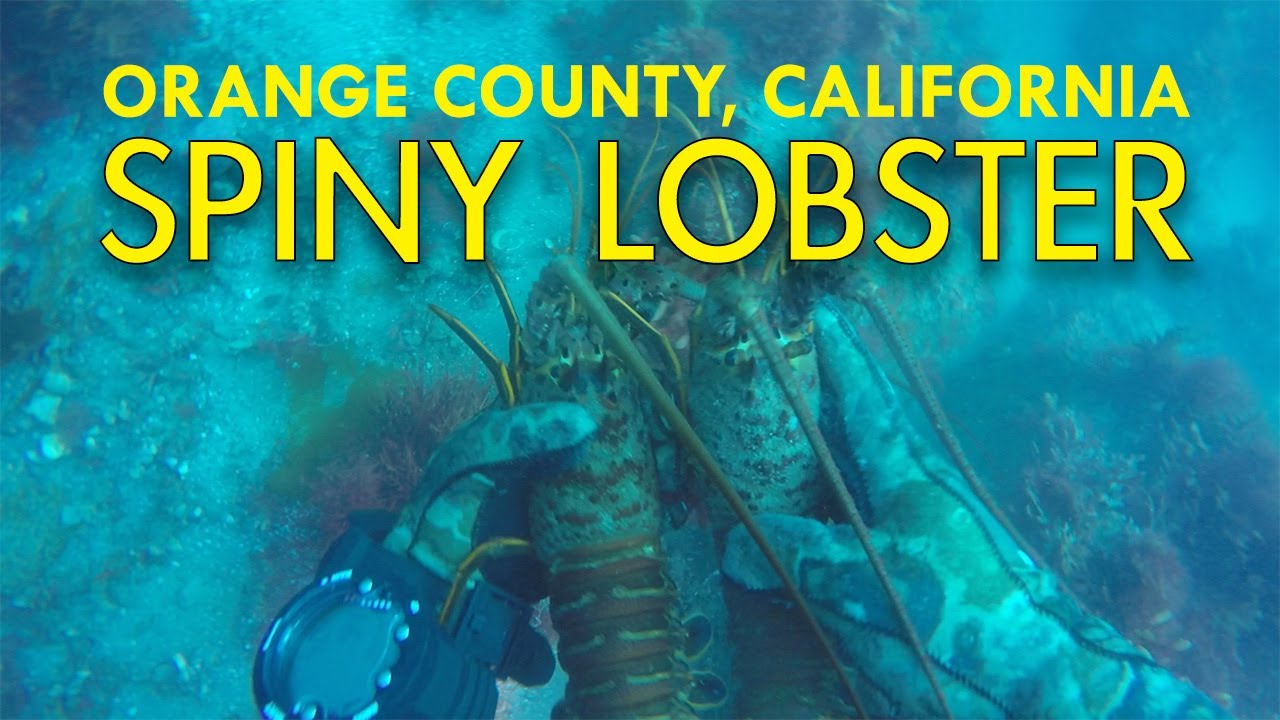 Spiny Lobster Diving at Dana Point Orange County California