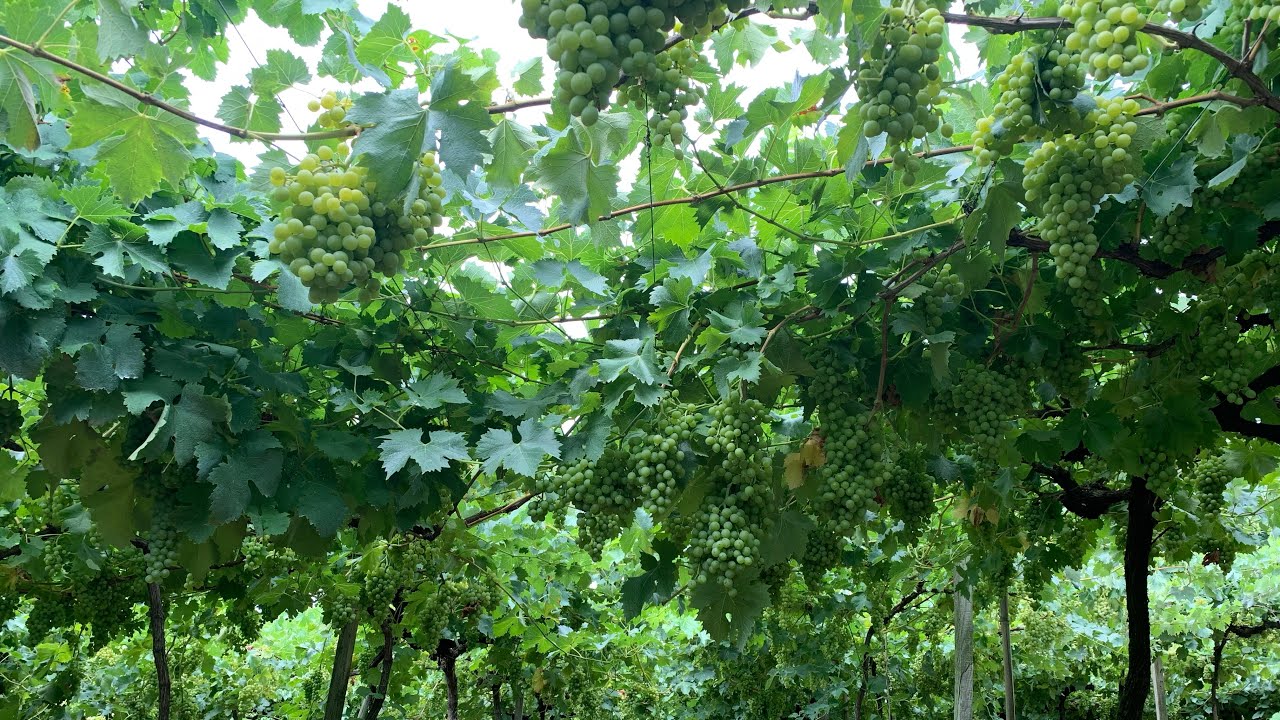 Variedade de uva Moscato Poloski