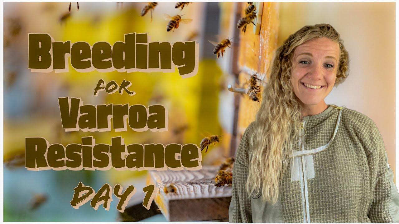 Breeding for Varroa Resistant Honey Bees Day 1 / Beekeeping 101 #beekeeping #beekeeping101