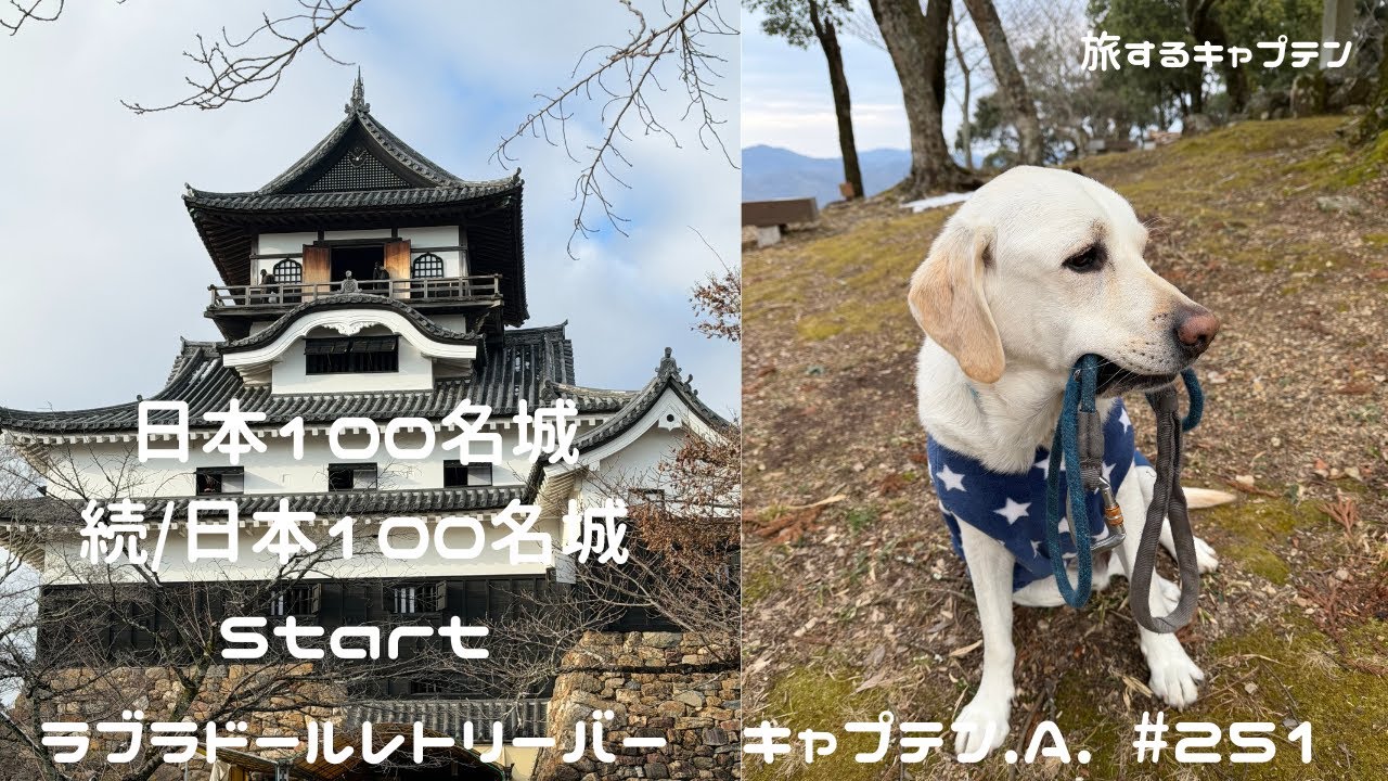 #251 日本100名城・続日本100名城　STARTします！ラブラドールレトリバー 　キャプテン