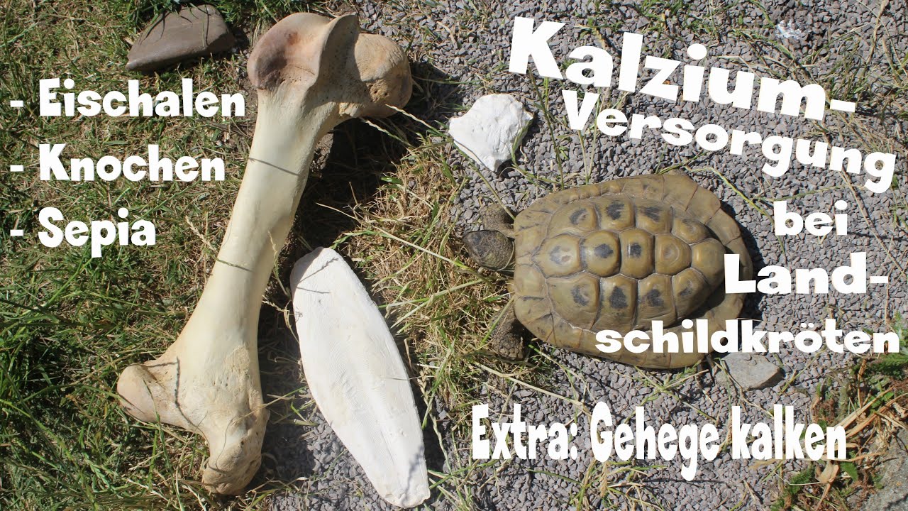 Kalzium für Landschildkröten: Sepia, Eischalen, Knochen und Gehege kalken (Dolomitkalk, Algenkalk)