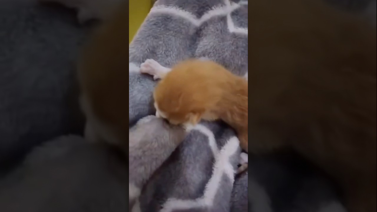 Newly born cute kitten #shorts #kitten