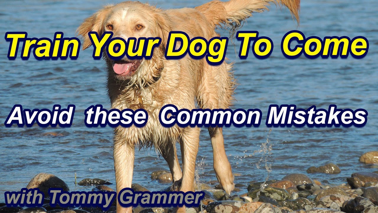 Mistakes to Avoid When Trainig Your Dog To Come