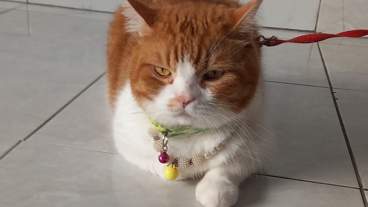 BAO BAO AND NDUT NDUT is live!SORE... SEMANGAT DALAM PUASA@baobaoandndut#catlover#live#funnycat#cats