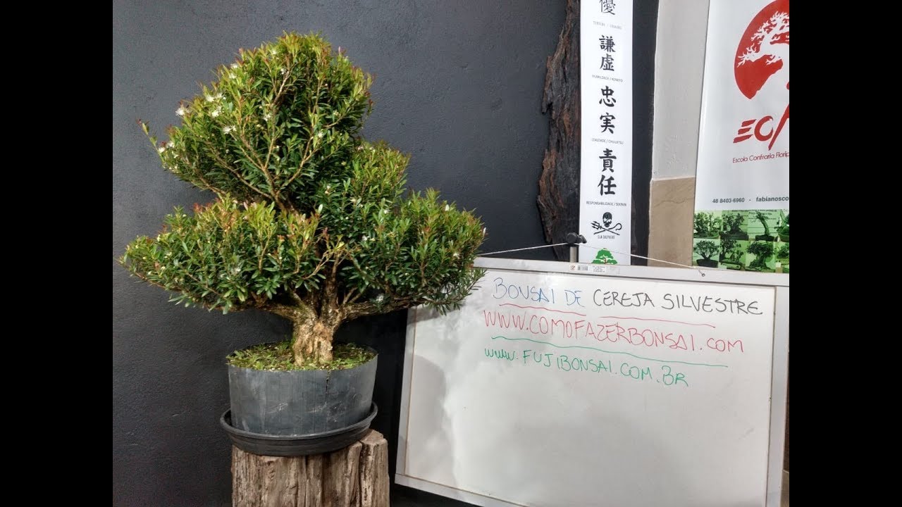 COMO FAZER BONSAI DE CEREJEIRA | Como Fazer Bonsai