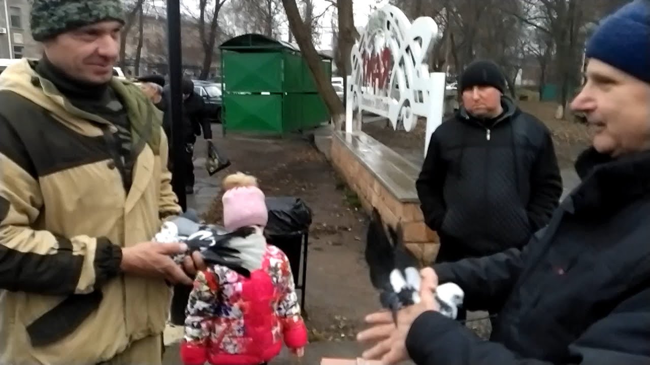 Готова к просмотру !    Ярмарка голубей Луганск.