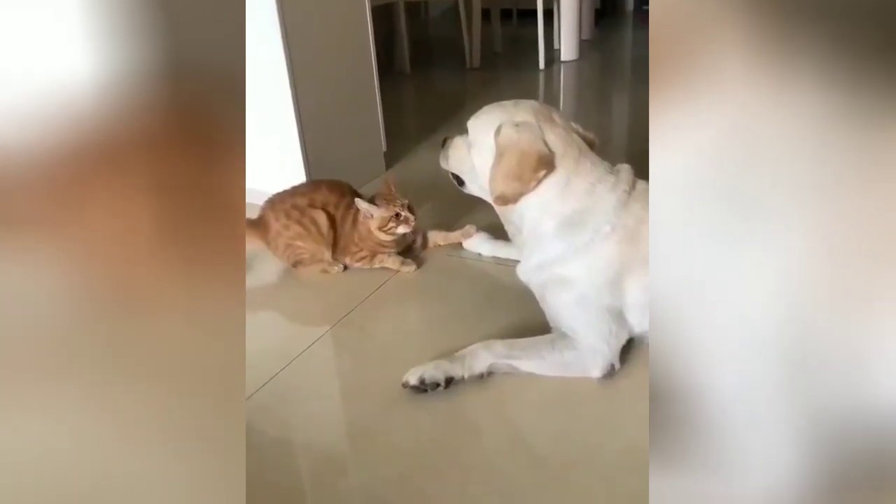 Cat lovely calms down dog