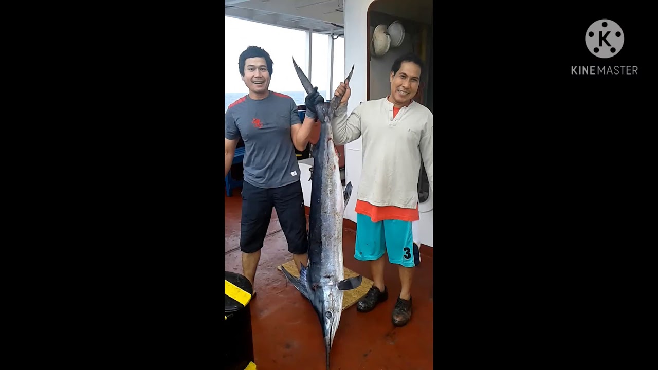 the official weigh in BLUE MARLIN of atlantic ocean