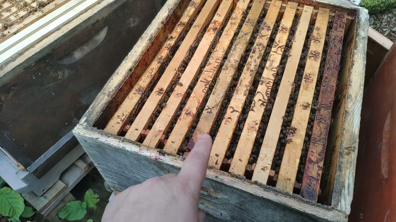 Arılarda kış öncesi nüfus kontrolleri.