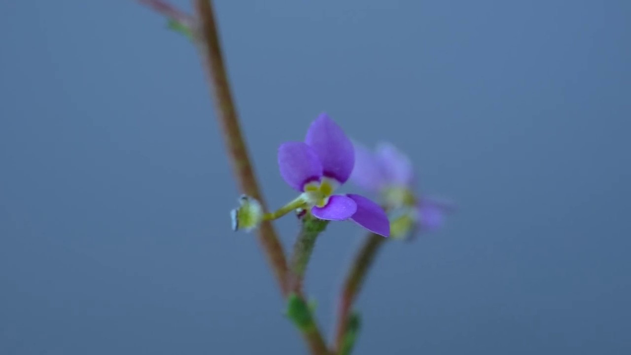 Stylidium debile