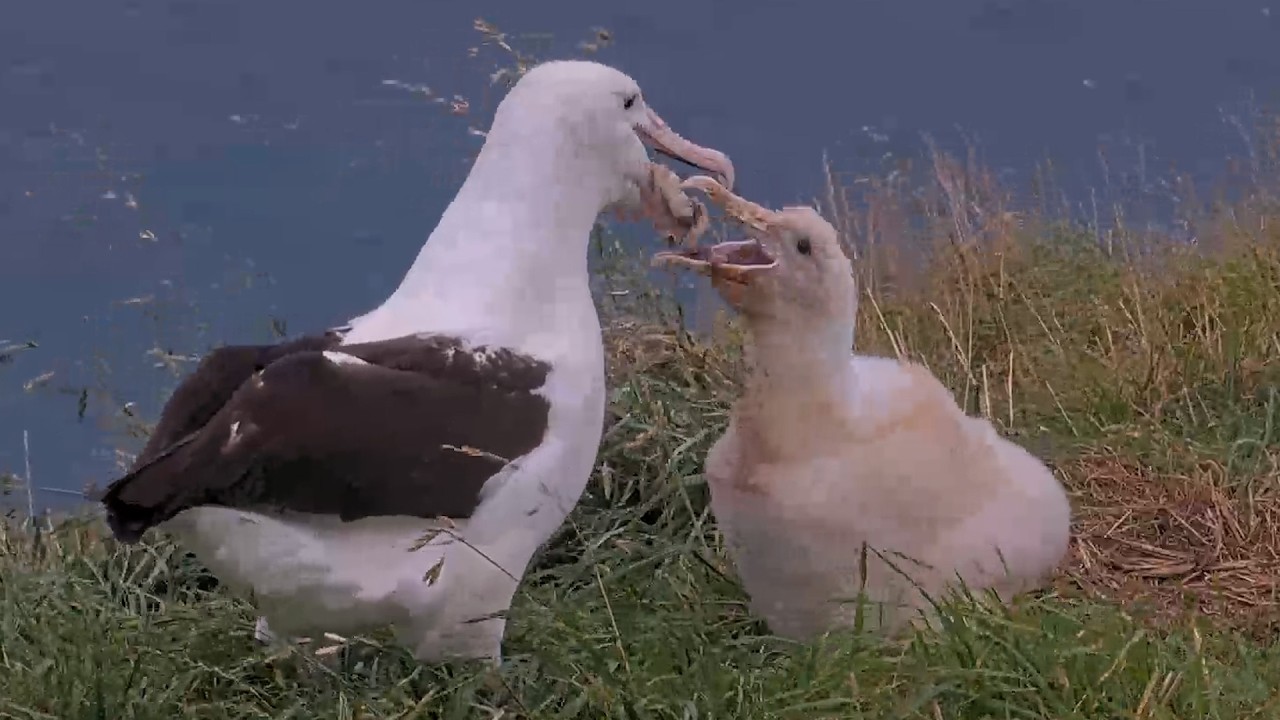 Large Squid Supper Is Too Big For Royal Albatross Chick In New Zealand | April 5, 2026