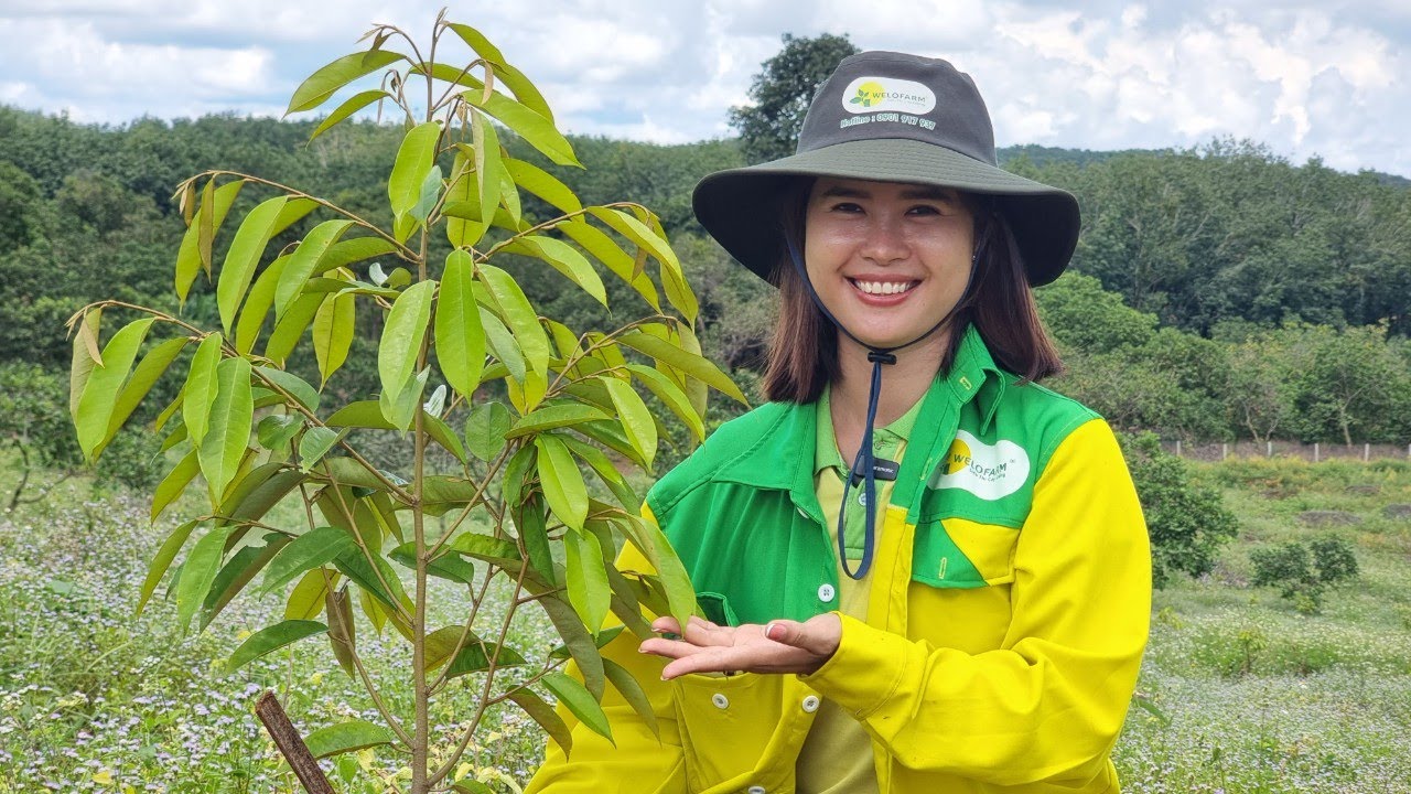 Cách phục hồi vườn sầu riêng Black Thorn - MusangKing 8 tháng tuổi | SIÊU THỊ CÂY GIỐNG WELOFARM