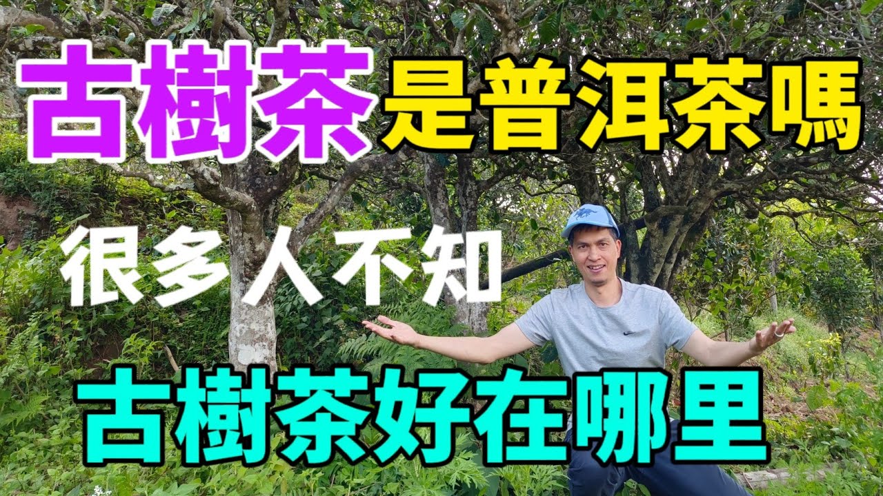 古樹茶是普洱茶嗎？古樹茶樹齡怎麼劃分？古樹普洱茶真的有那麼好喝？