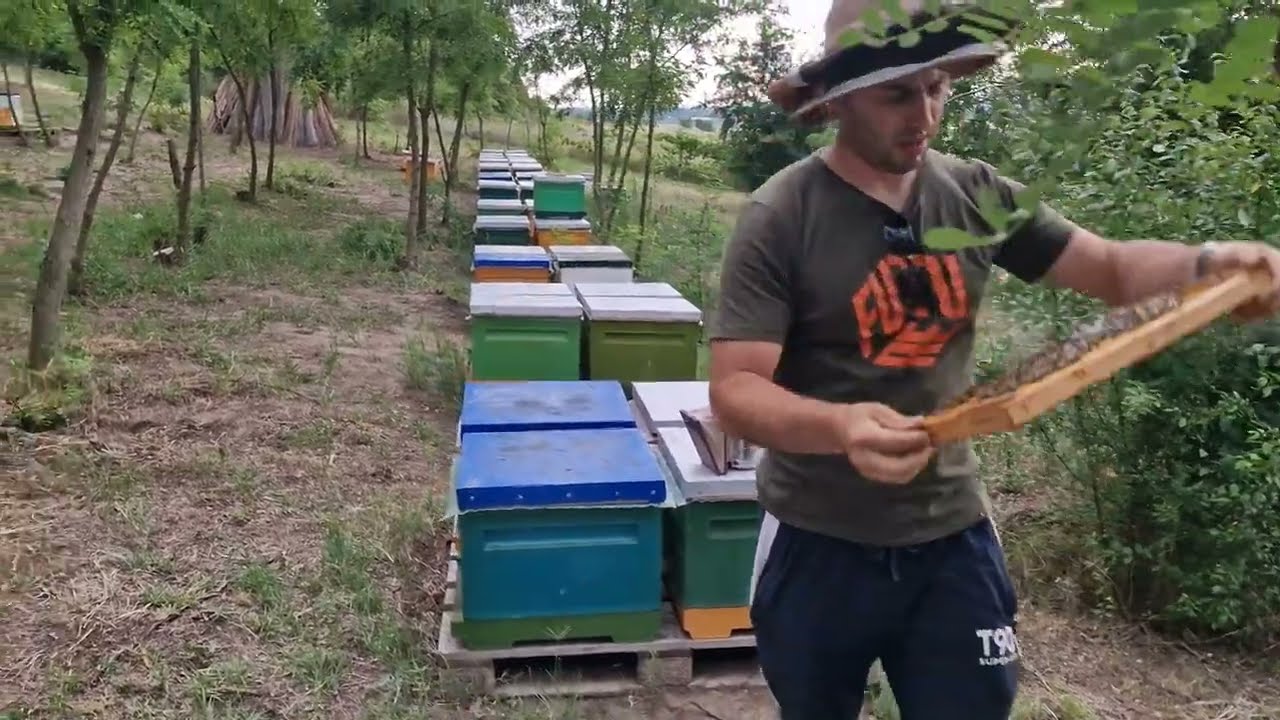 11.07.2023@#Cea mai buna metodă,formare roiuri cu regine fecundate