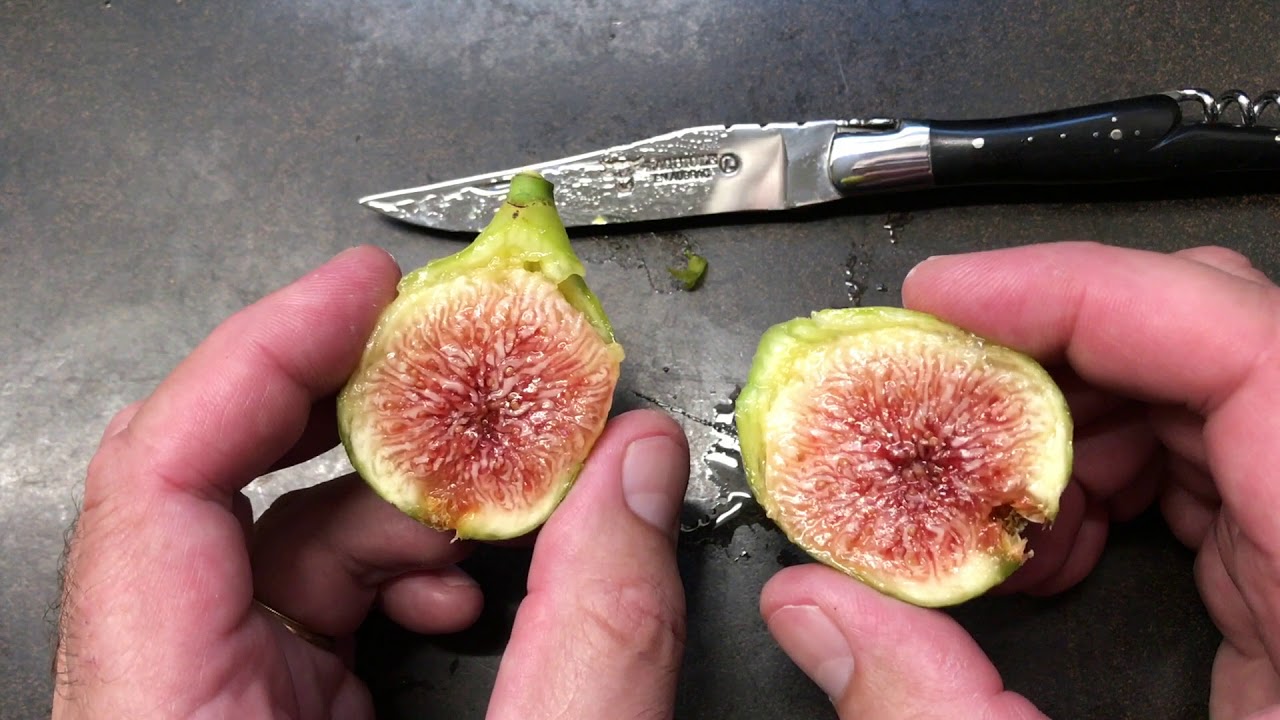 french fig farm: Sucrette
