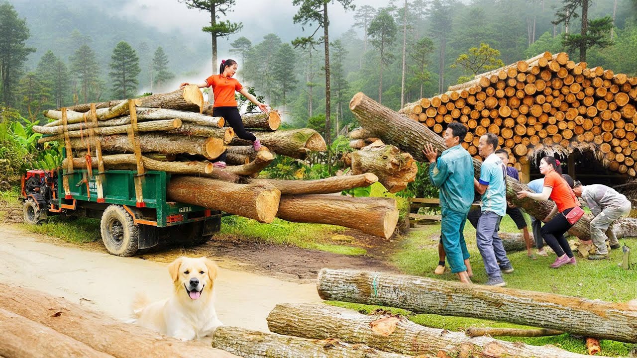 Rewind Timelapse: Buy 1000+ Giant Logs from Villagers - Transport by Truck to Wood Factory