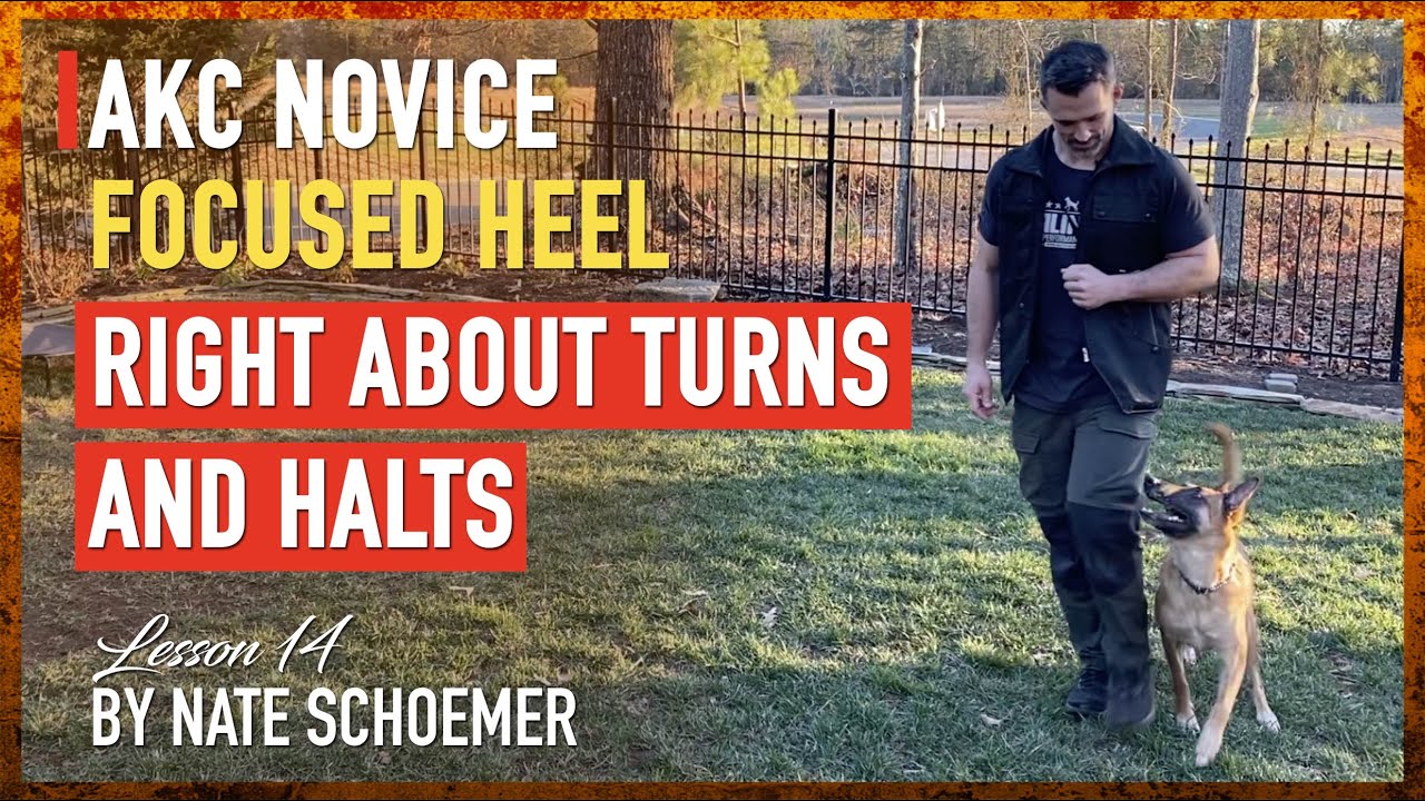 Become a Top Contender in the AKC Novice with These Insider Techniques!