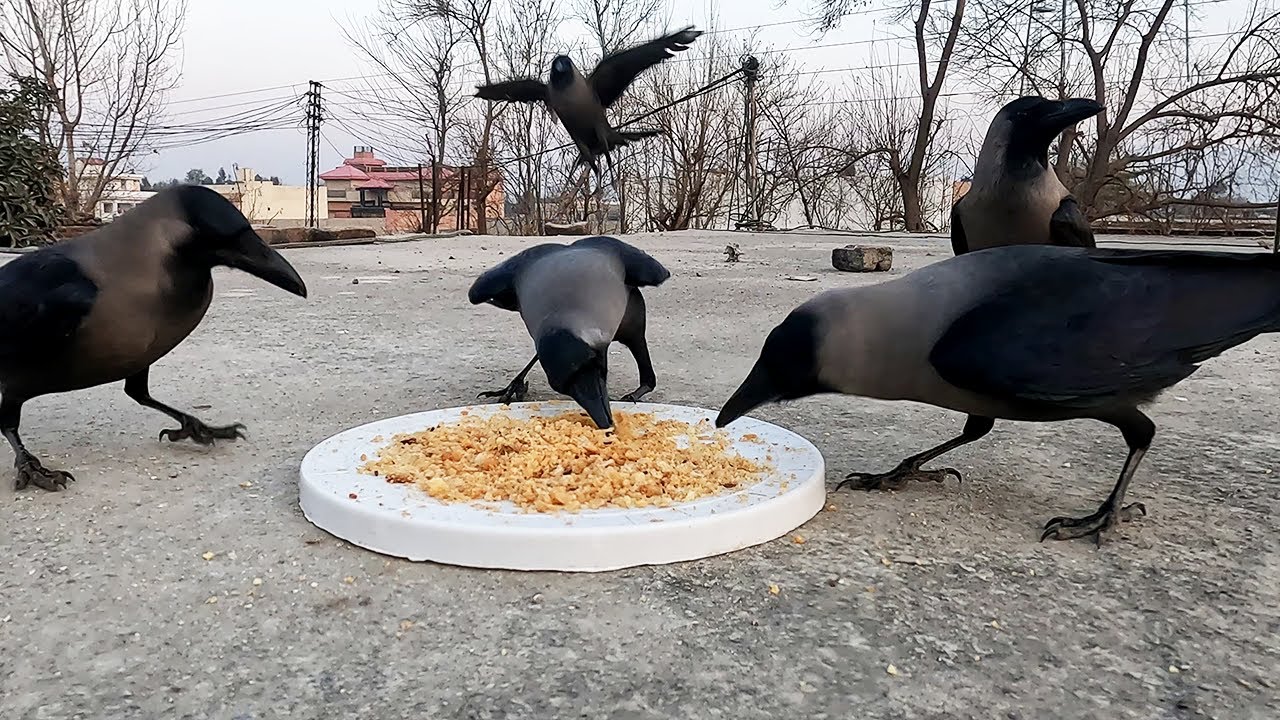 Feeding Crows Birds in the Backyard | Feeding Crows in your backyard can be Easy | Feed Crows Daily
