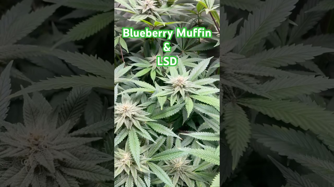 Blueberry Muffin by Humboldt and LSD by Barney&rsquo;s Farm #vivosun#marshydro #grow #indoor
