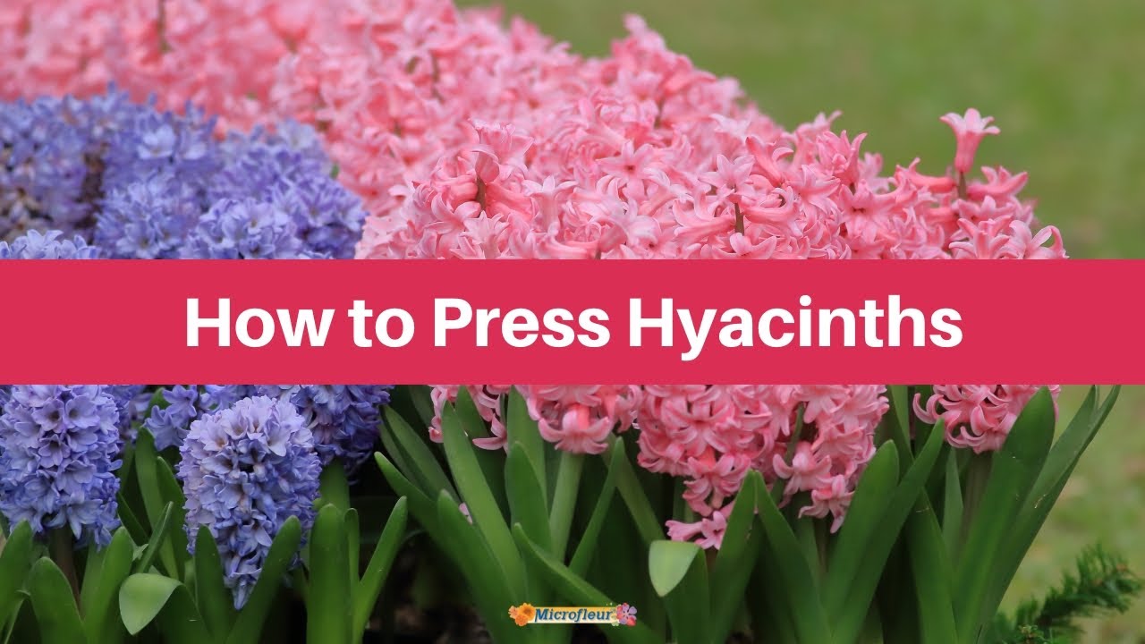 Pressing Hyacinths