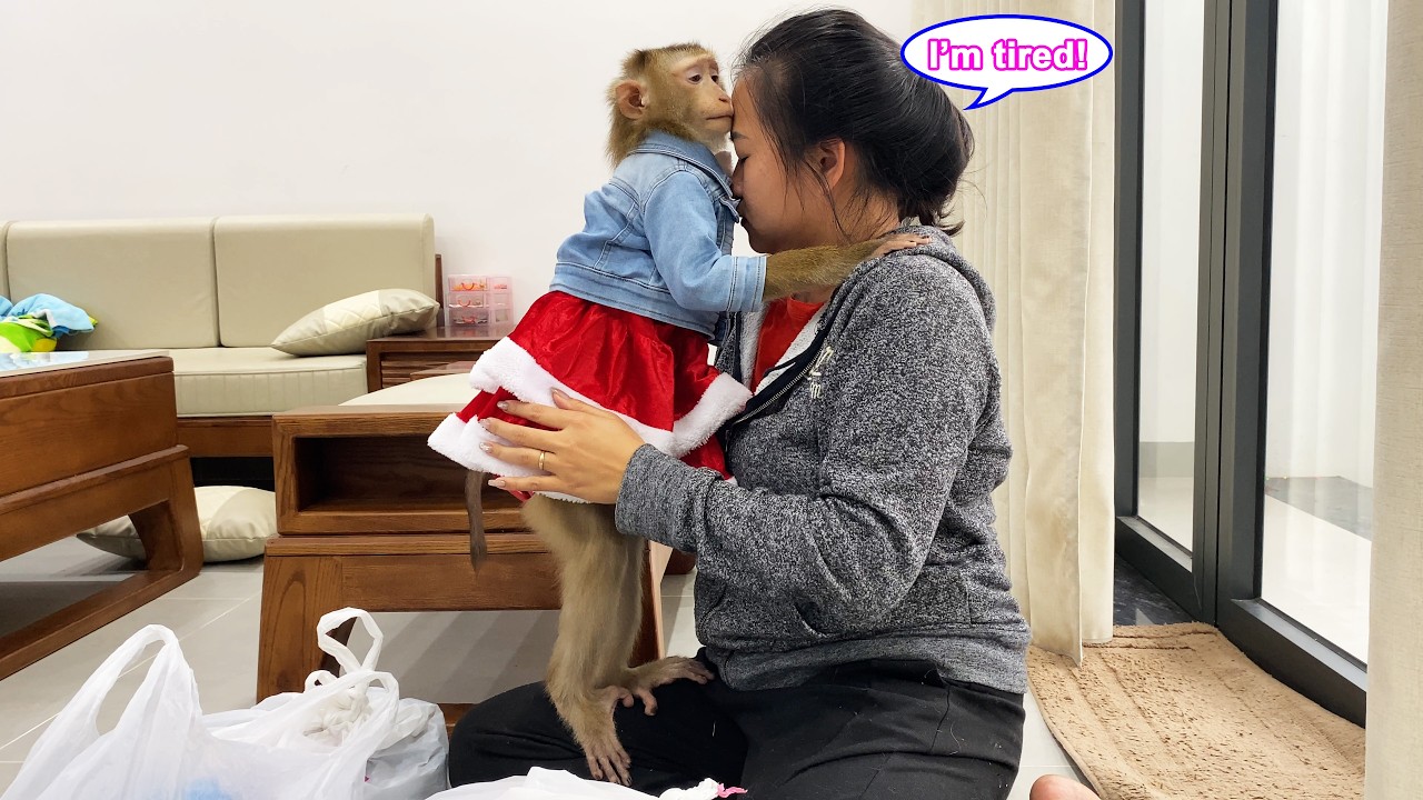 How sweet! Monkey Lyly thoughtfully showed concern when she knew her mom was tired.