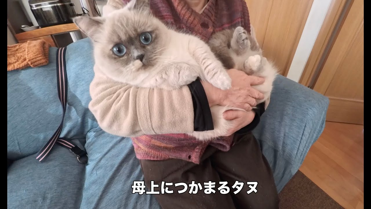 うちのタヌ、２歳になりました。【初投稿】
