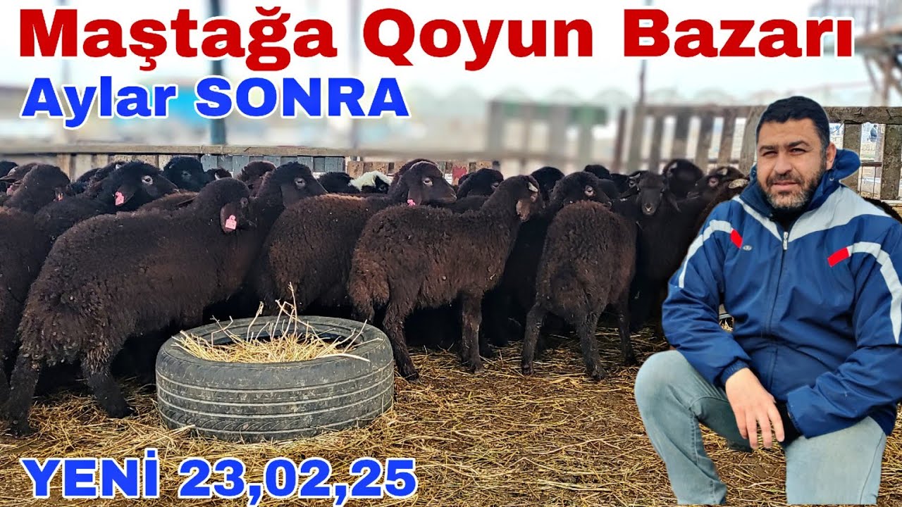 Mastağa Qoyun Bazarı 23 fevral 2025 @mubarizemintv2271