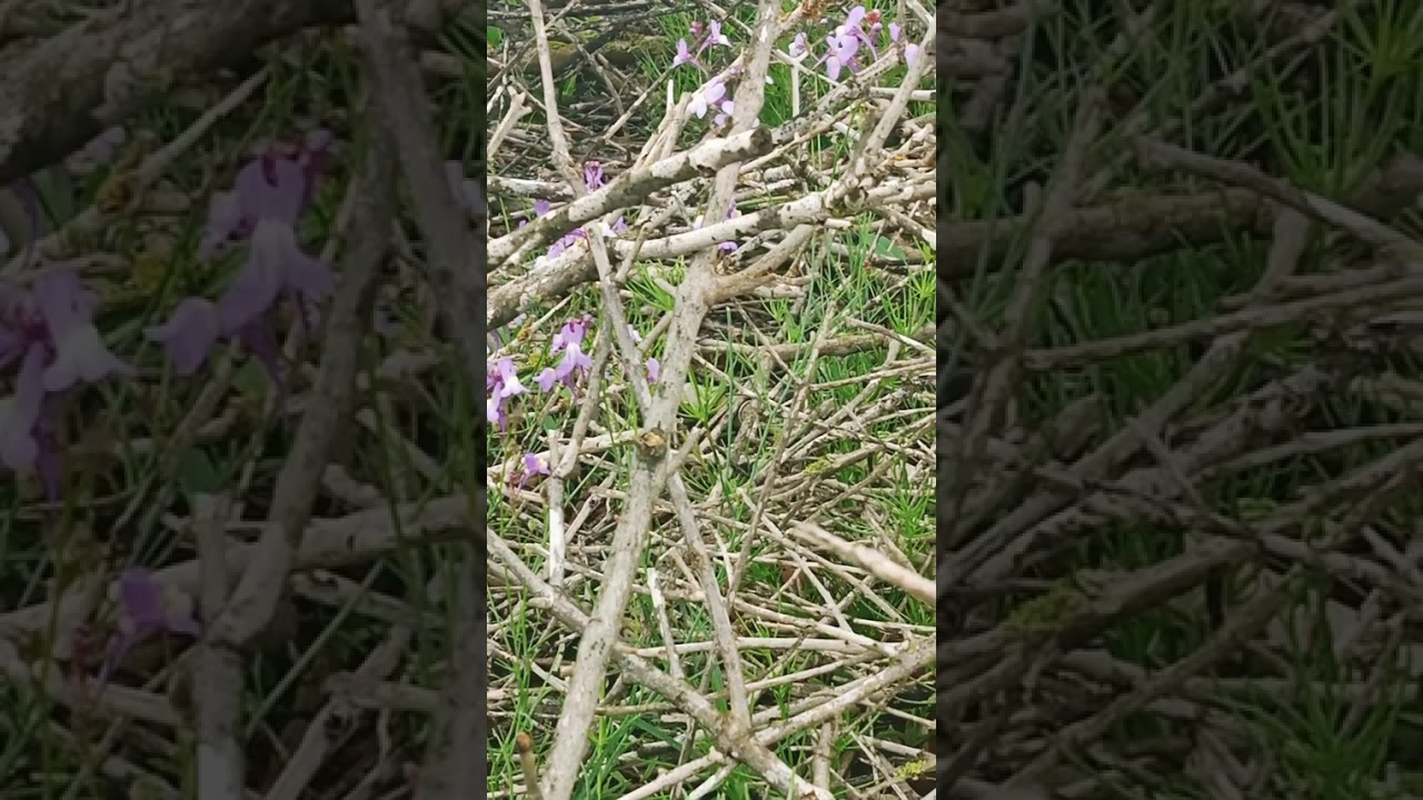 كنحطبوا العواد