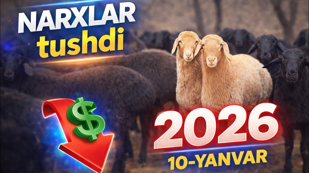 🔥 YEMGA TAYYOR XISORI QO‘CHQORLAR – NARXI VA SIFATI BARCHANI HAYRATDA QOLDIRADI!