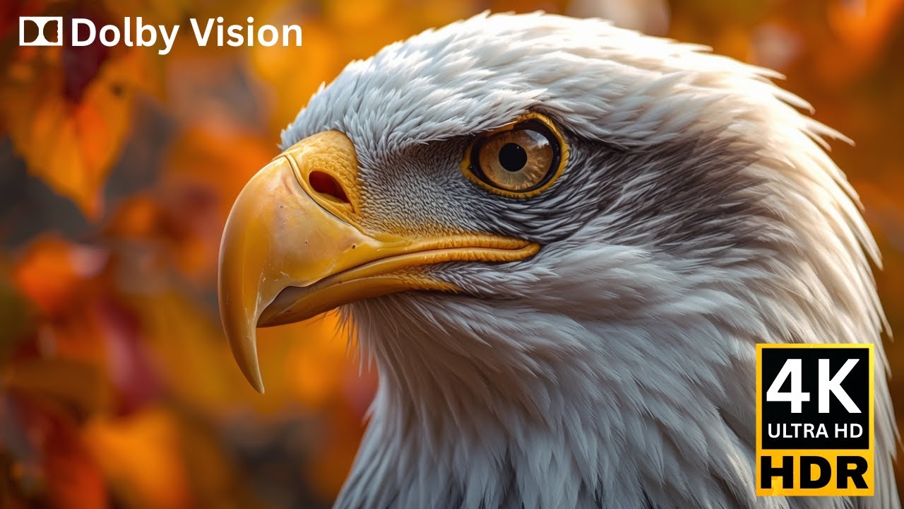 Ultra Clarity 4K HDR 60fps Dolby Vision - See the World Like Never Before