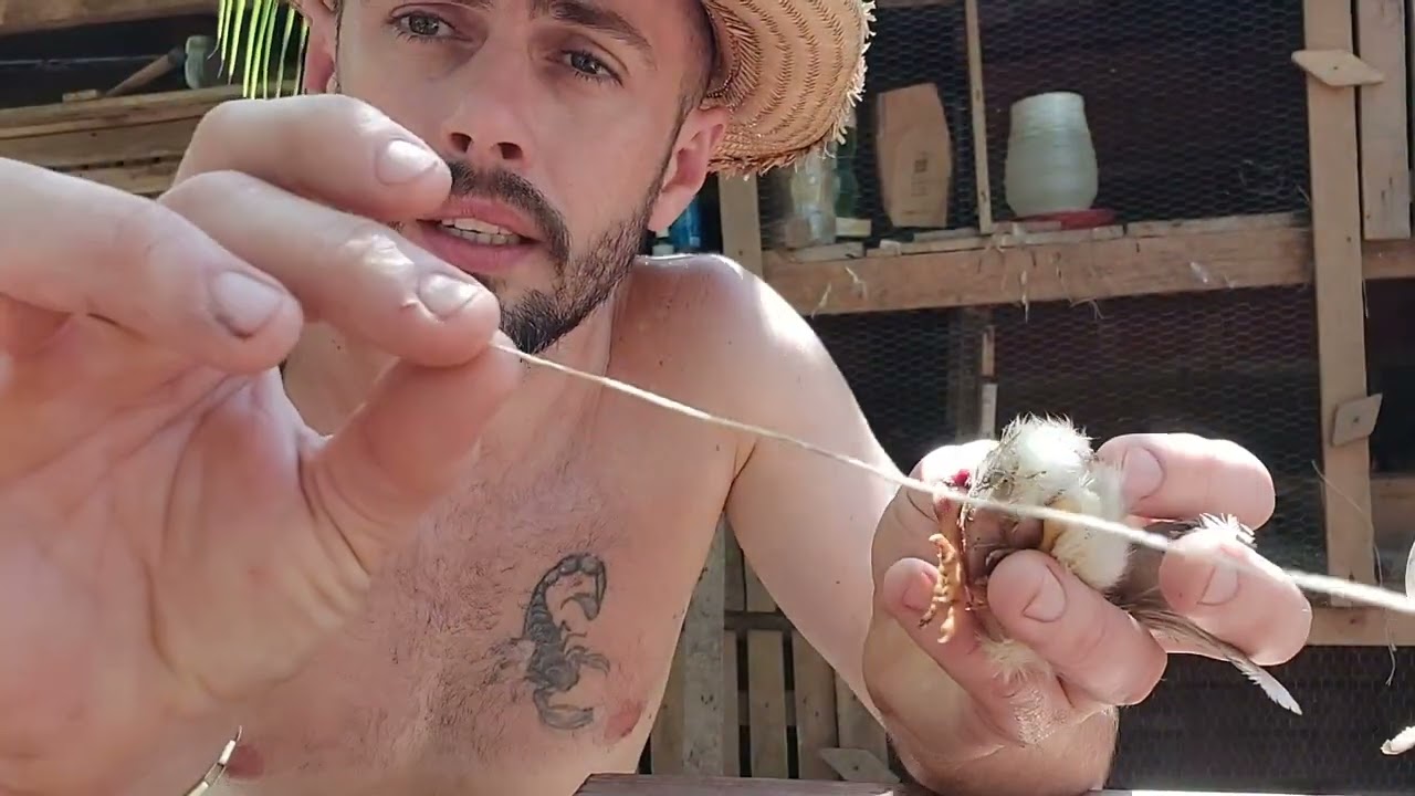Tratando de um pintinho que quebrou a perna.