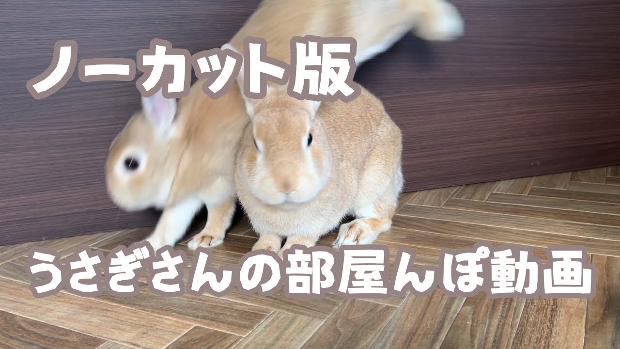 ノーカット版うさぎさんの部屋んぽ  #rabbit #animals  #うさぎ #うさぎ多頭飼い #bunny 
