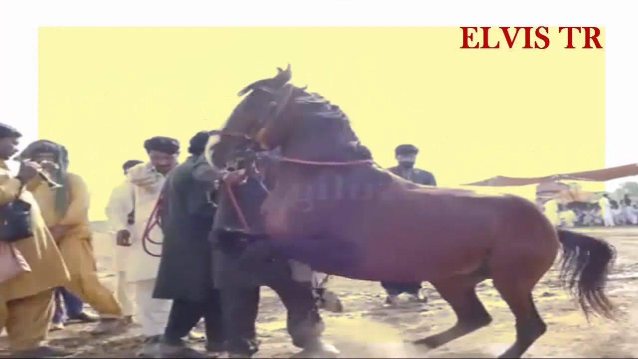 CABALLOS BAILADORES PAKISTAN