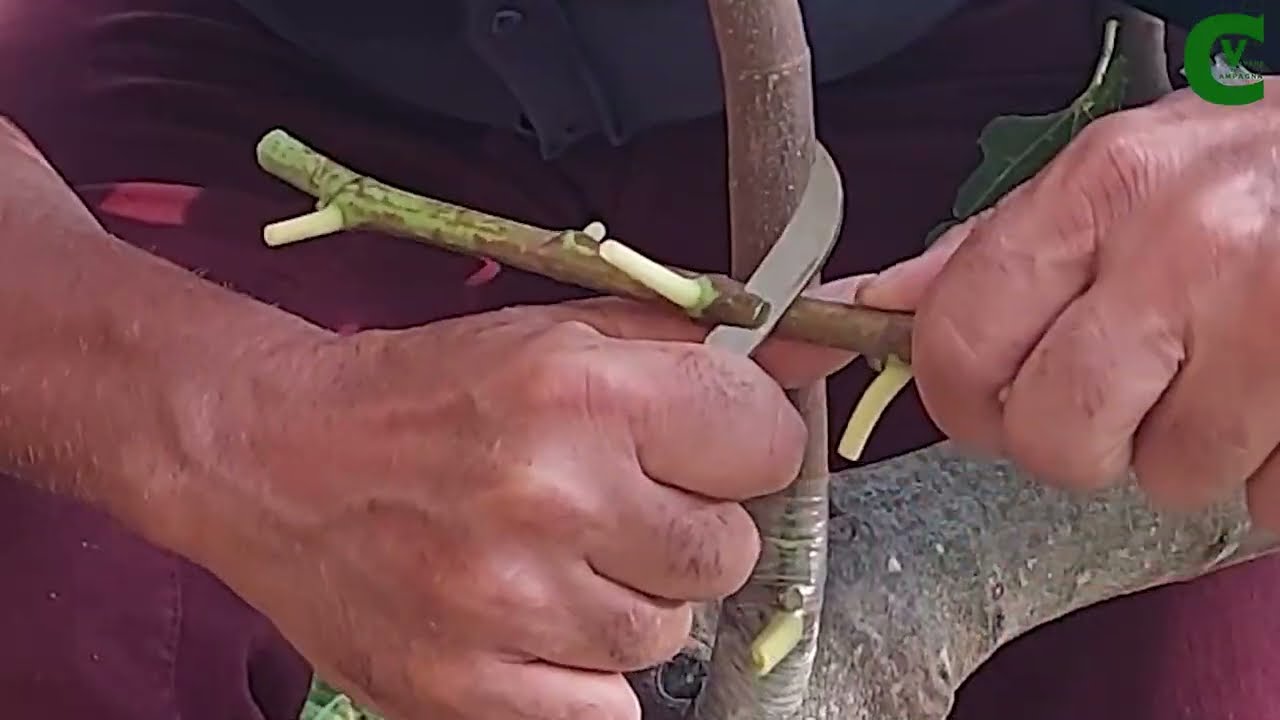 Innesto del fico a gemma dormiente: innestare a pezza e a scudetto il fico (ficus carica)