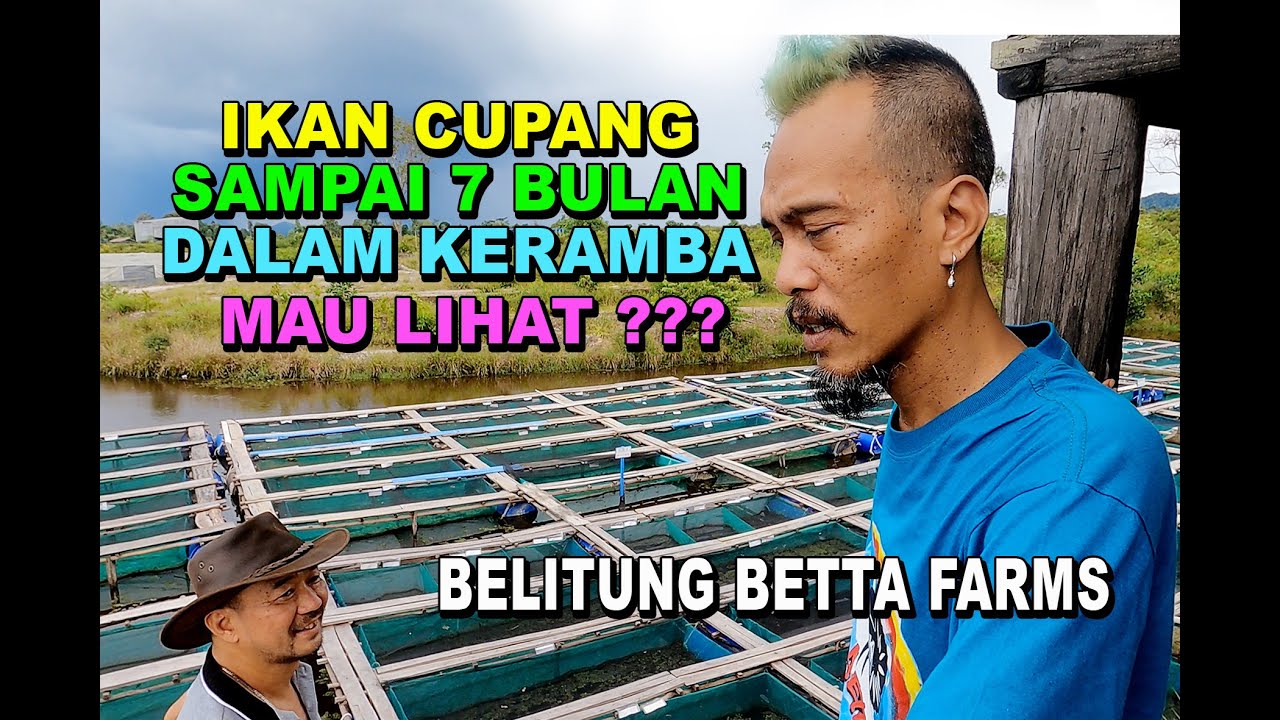 IKAN CUPANG SAMPAI 7 BULAN DI DALAM KERAMBA DI BELITUNG