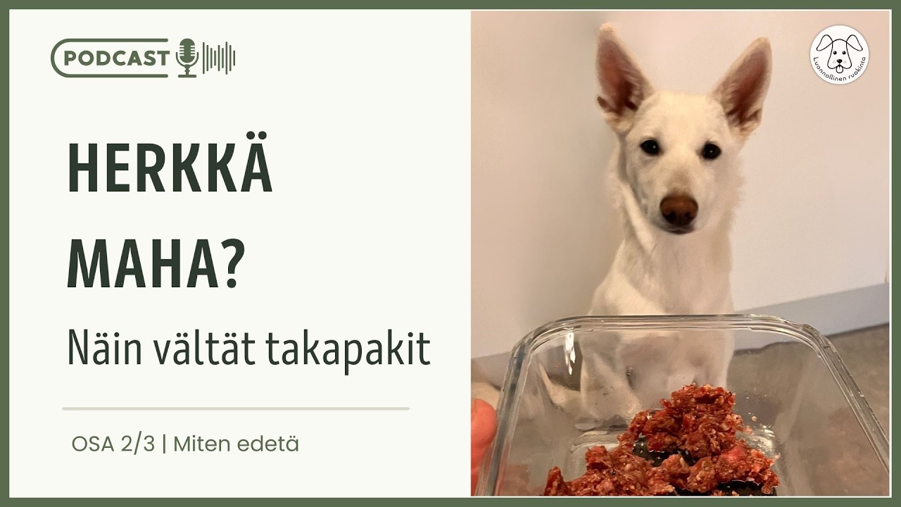 Herkkävatsainen koira – miten raakaruokinta kannattaa aloittaa | Osa 2/3