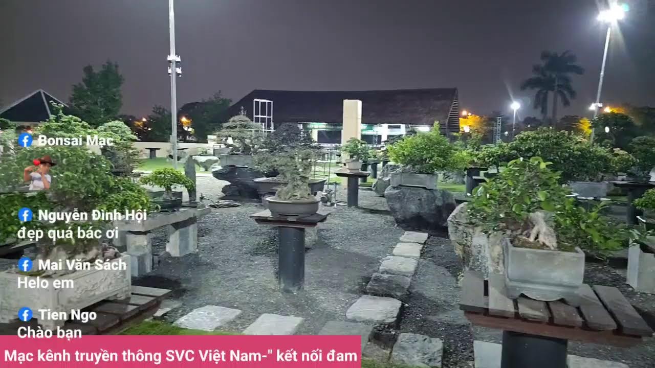 Phát trực tiếp của Bonsai Mạc Nam Định