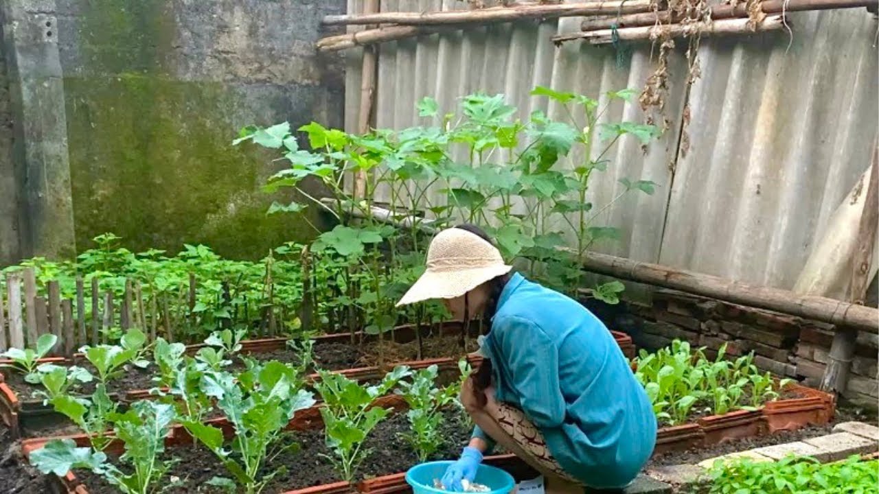 Vegetable Garden Renovation Episode 5 - Harvesting Vegetables From The Garden